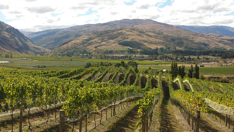 If you’re looking for a bike tour with a difference then look no further than Cycle de Vine. Check out some of the eclectic wineries set along the Gibbston back roads and enjoy a tasty picnic lunch with amazing views of the valley as your backdrop.